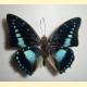 Charaxes imperialis