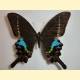 Papilio krishna