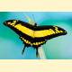 Papilio thoas oviedo