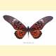 Papilio antimachus