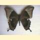 Papilio palinurus daedalus