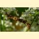 Eupithecia centaureata