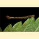 Hemithea aestivaria