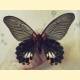 Papilio memnon