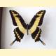 Papilio thoas thoas