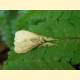 Calliteara angulata