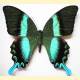 [15097] Papilio blumei