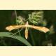Gillmeria pallidactyla