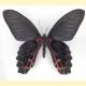 Papilio thaiwanus