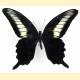 Papilio oenomaus