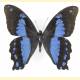 Papilio desmondi