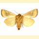 Noctuidae sp.