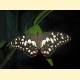 Papilio demoleus