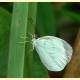 Eurema albula