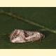 Elaphria venustula
