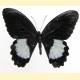 Papilio ambrax