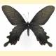 Papilio bootes