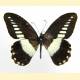 Papilio echerioides