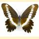 Papilio gallienus