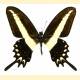 Papilio hectorides