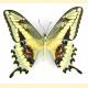 Papilio paeon