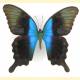 Papilio peranthus