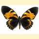 Papilio zagreus