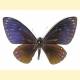 Papilio paradoxa