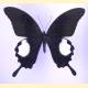 Papilio iswara