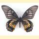 Papilio veiovis