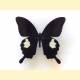 Papilio helenus