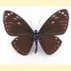 Papilio paradoxa niasicus