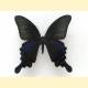 Papilio bianor amamiensis