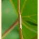 Coleophora serinipennella
