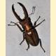 Coleoptera sp.