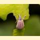 Coleoptera sp.