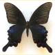 Papilio bianor