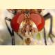 Ectophasia crassipennis