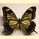 Papilio benguelana