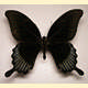 Papilio ascalaphus
