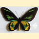 Ornithoptera rothschildi