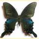 Papilio bianor stockleyi