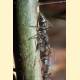 Camponotus auriventris