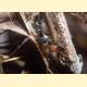 Camponotus bedoti