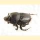 Onthophagus ponticus