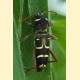 [840777] Cerambycidae Latreille, 1802