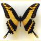 Papilio thoas thoas