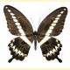 Papilio gigon