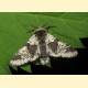 Furcula bicuspis
