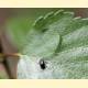 [289082] Deporaus betulae — Трубковёрт чёрный берёзовый (Linnaeus, 1758) [Вид]